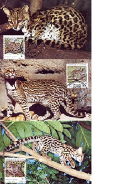 El Salvador Big Cats: Margay, Ocelot